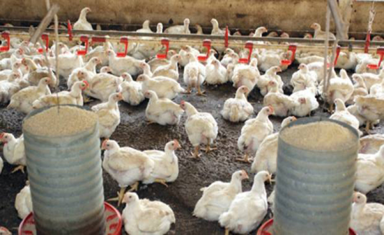 Desde 2007, creció 28% la parvada de pollos y gallinas en Chile