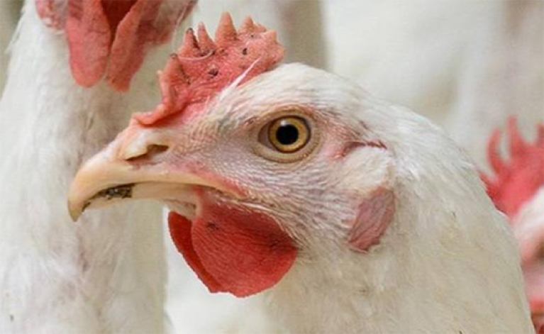 Conoce los 50 mejores productores de pollos de engorde y los 25 productores de huevo del mundo, 2021