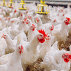 Limpieza y Desinfección: Un punto clave para disminuir la propagación del virus de Influenza aviar