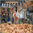Este año, la avicultura brasileña enviará al mundo 5.2 mt. de carne de pollo